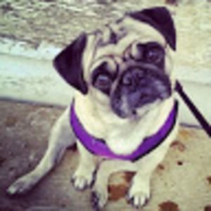 Meet your Posher, Alexis leigh